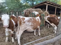 Kuh, Simmental cattle — Foto 1