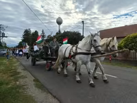 Égua, Percheron — foto 3