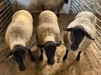 Oveja, White Suffolk sheep — foto 1