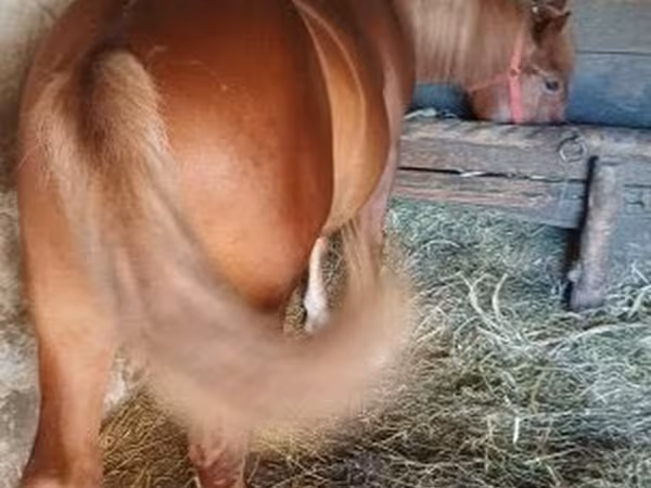 Pastuv, Коњи