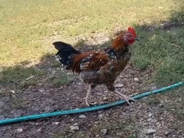 Chickens