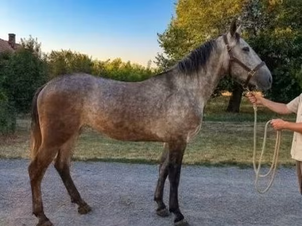 Mare, Horses