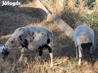 نعجة, Dorper sheep — الصورة 1