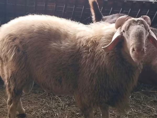 Ovan, Assaf sheep