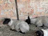 母羊, White Suffolk sheep — 照片 2