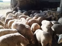 Schaf, Ile-de-France sheep — Foto 3