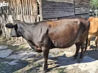 Kuh, Aberdeen-Angus — Foto 3