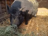 Boar, Вьетнамская вислобрюхая — photo 4