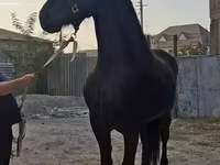 Kobila, Friesian — fotografija 2