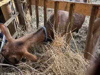 Cabro, Cabras — foto 6