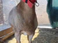 Baran, Rhon sheep — zdjęcie 4