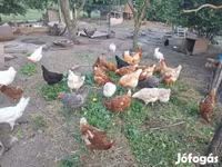 Chickens — 照片 3