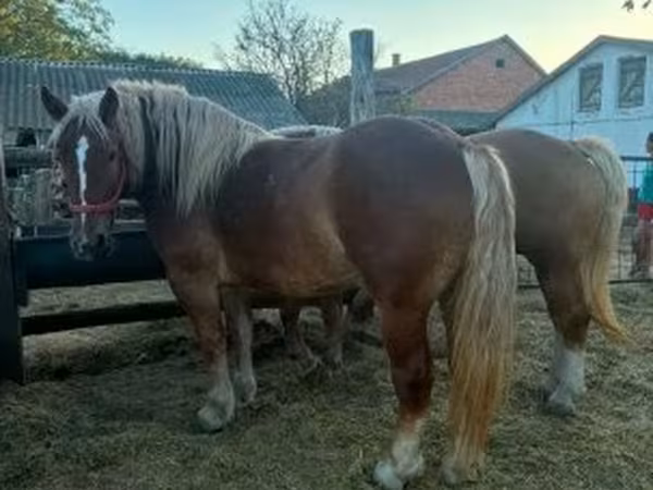 Stute, Hungarian horse breed