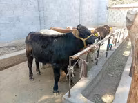 雄牛, Swiss cattle — 写真 1