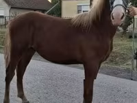 Cavalo, Hungarian horse breed — foto 2