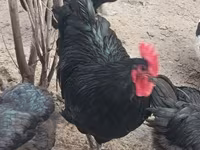 Australorp — fotografija 1