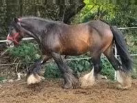 Hengst, Gypsy horse — Foto 2