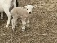 母羊, Sheep — 照片 5