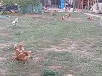 Chickens — fotografija 3