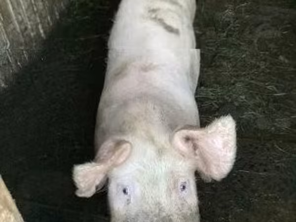 Porca, Porcos — Hungria