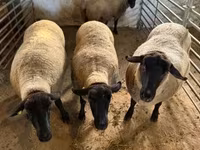Ram, White Suffolk sheep — photo 2