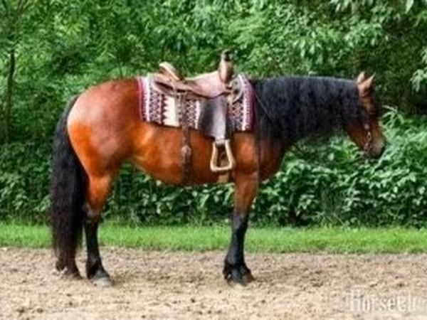 Kobila, Friesian