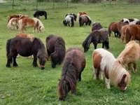 公马, Shetland Pony — 照片 7
