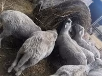 公羊, Merino sheep — 照片 8