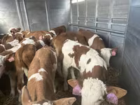 Bulle, Simmental cattle — Foto 4