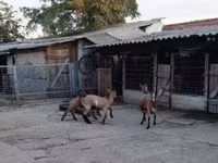 تيس, الماعز — الصورة 3