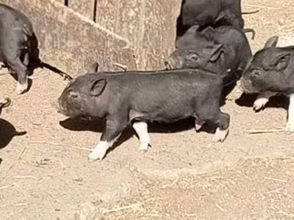 Шошқалар (топ, жынысы көрсетілмеген), Шошқалар — Венгрия