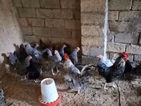 Chickens — fotografija 1