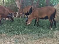 Widder, Cameroon sheep — Foto 3