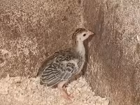 Guinea fowl — الصورة 2