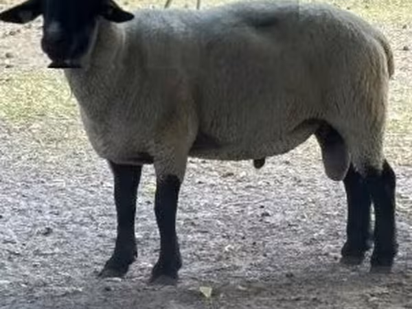 Carneiro, White Suffolk sheep — Hungria
