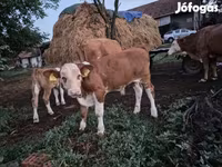 Bik, Simmental cattle — fotografija 4