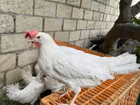 Leghorn — fotografija 2