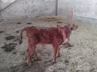 Krava, Red Estonian cattle — fotografija 3