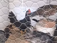 Chickens — fotografija 3