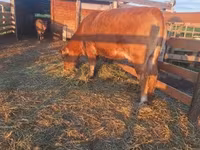 Vaca, Simmental cattle — foto 2