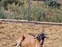 Ziegenbock, Ziegen — Foto 1