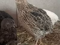 Quails — Foto 2