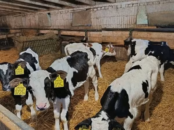 公牛, Russian Black pied cattle