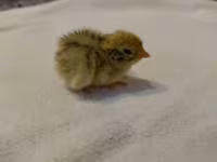 Quails — zdjęcie 6
