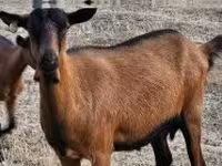 Koza, Alpine goat — zdjęcie 2