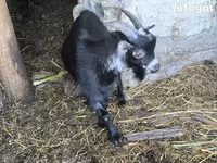 Cabro, Cabras — foto 2