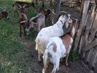 公山羊, Alpine goat — 照片 2