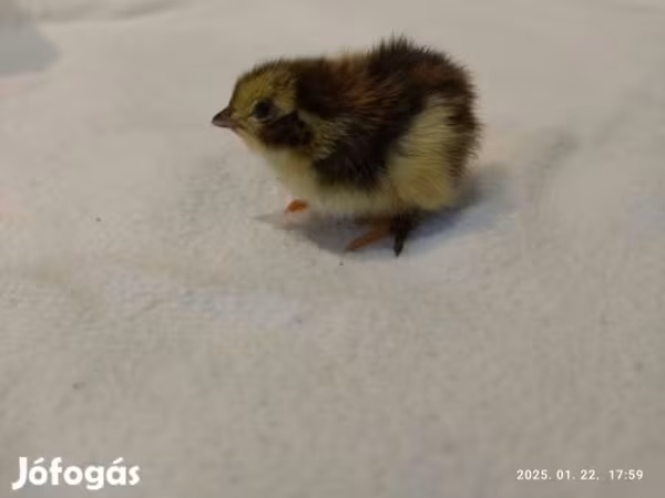 Quails