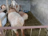 Ovan, Rhon sheep — fotografija 2