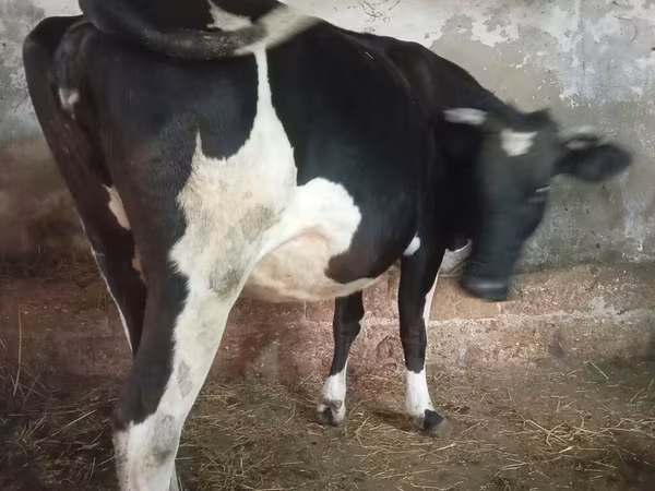 Cow, Russian Black pied cattle